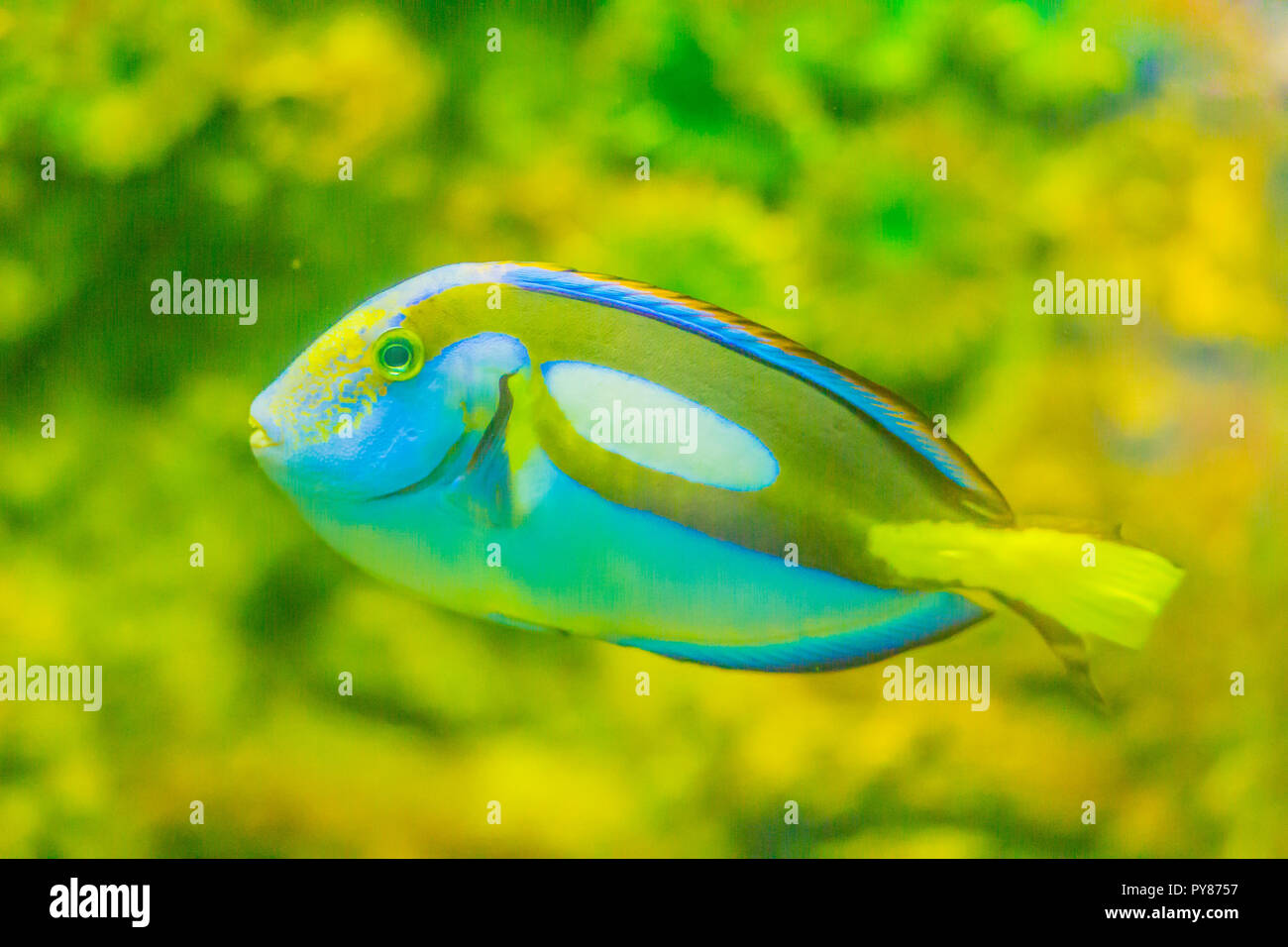 Lindo Regal Pacific Blue peces tang (Paracanthurus hepatus) es nadar en el acuario. Paracanthurus hepatus es una especie de pez cirujano del Indopacífico. Foto de stock