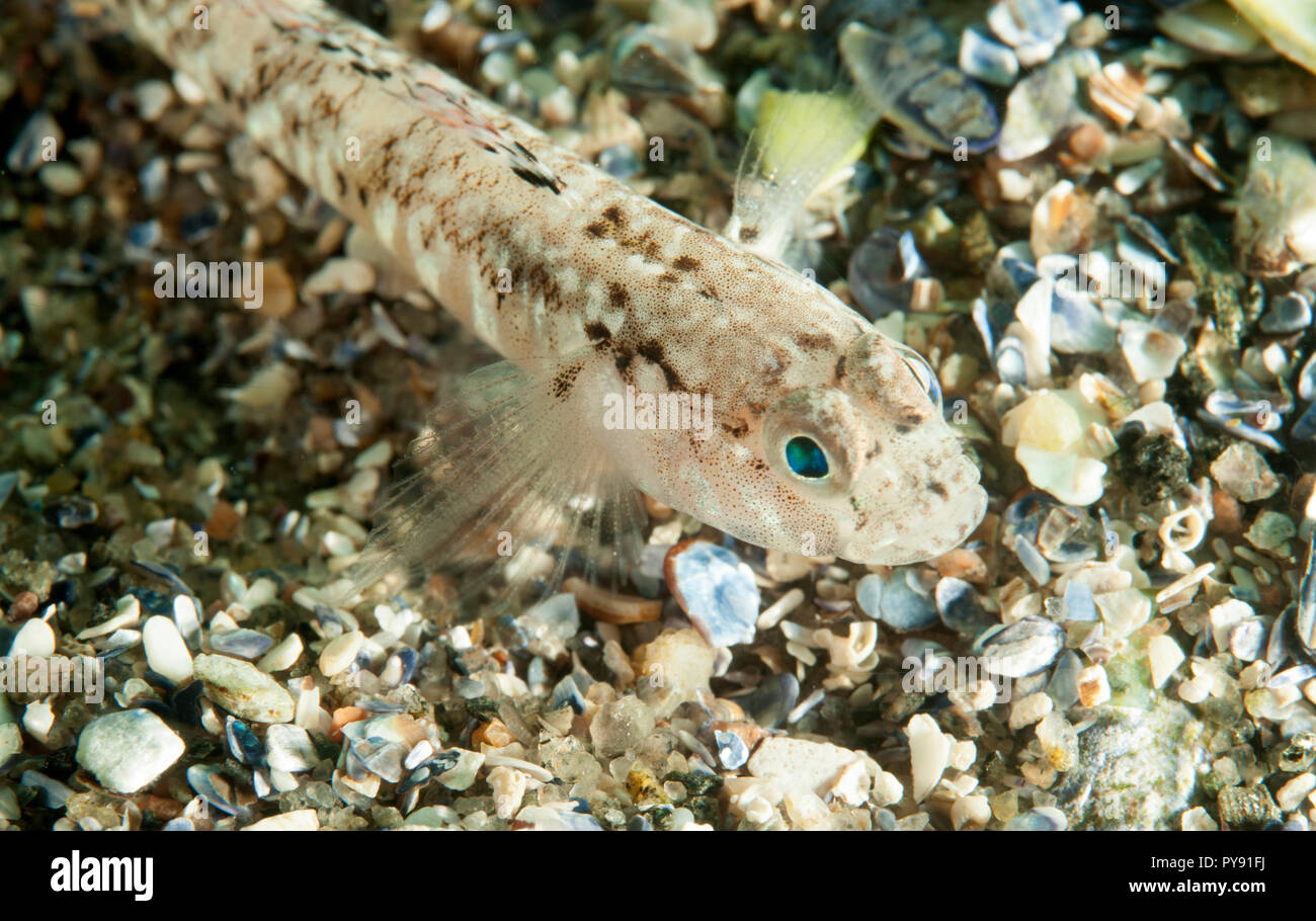 Gobiidae es una familia de peces óseos en el orden Gobiiformes, uno de los peces más grandes familias, que comprenden más de 2.000 especies en más de 200 gener Foto de stock