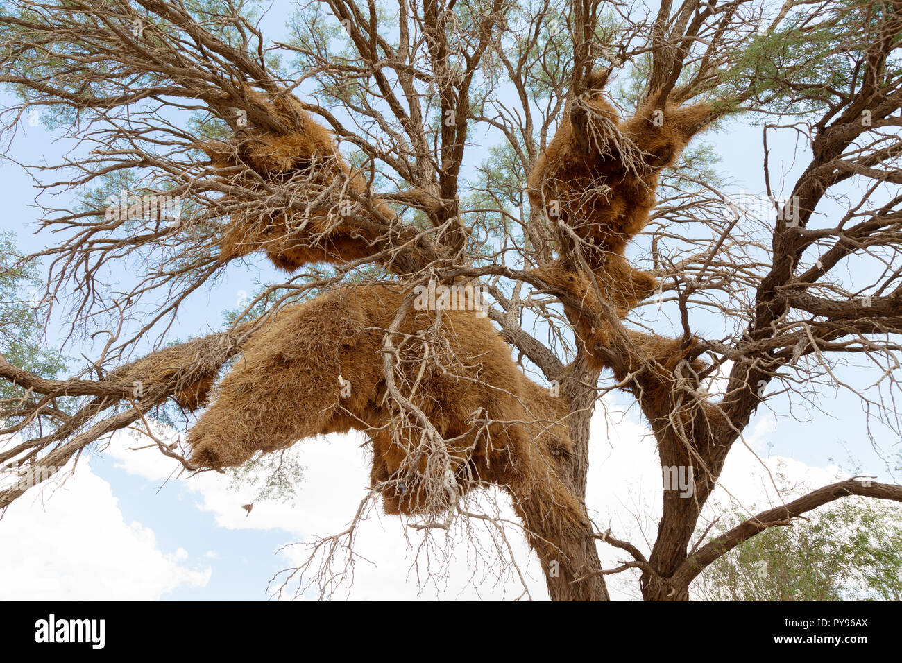 El gran nido de aves del ave tejedor sociable, Philetairus socius , también conocido como el ave tejedor social, Namibia África Foto de stock
