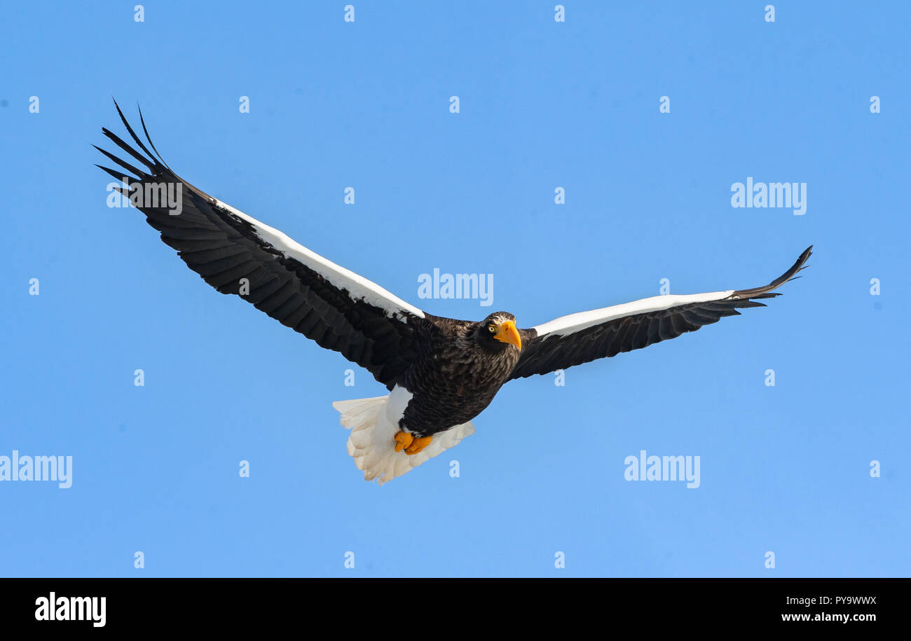 Águila de Mar de Steller de adultos en vuelo. Nombre científico: Haliaeetus pelagicus. Fondo de cielo azul. Foto de stock