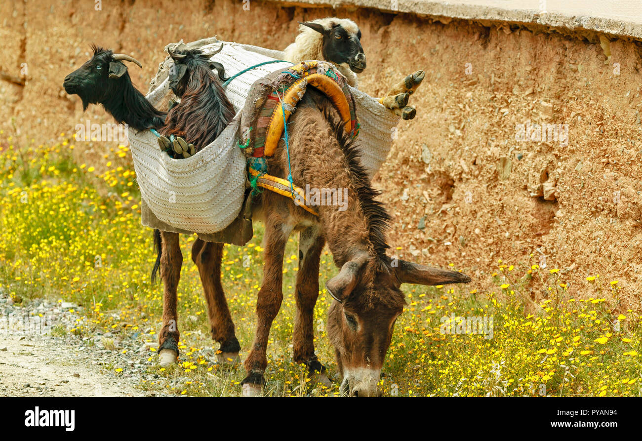 Marruecos burro en el camino con su carga de ovejas y cabras en la bolsa en su espalda Foto de stock