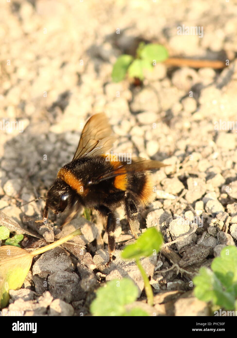 Bumble Bee en el suelo, este tiene una cola roja Foto de stock