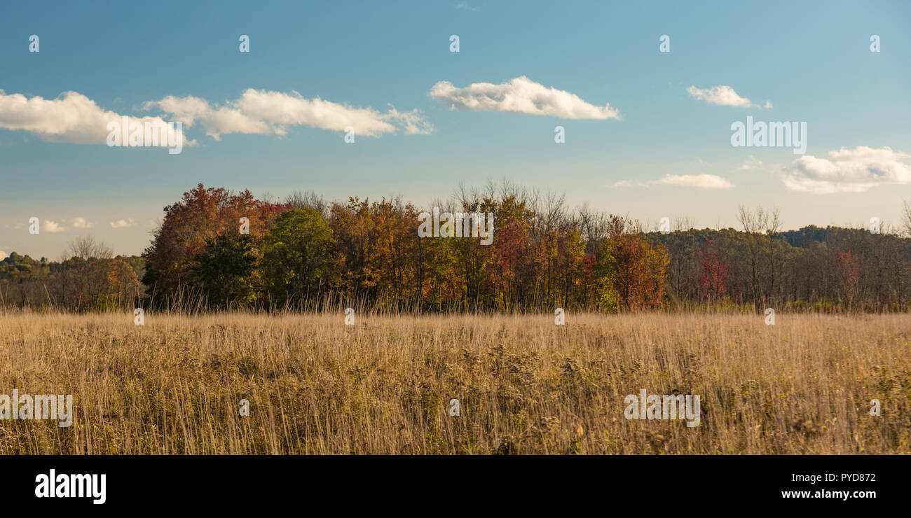 Mellow colores de follaje en bosques caducifolios de hayas y robles en otoño de Nueva Inglaterra Foto de stock