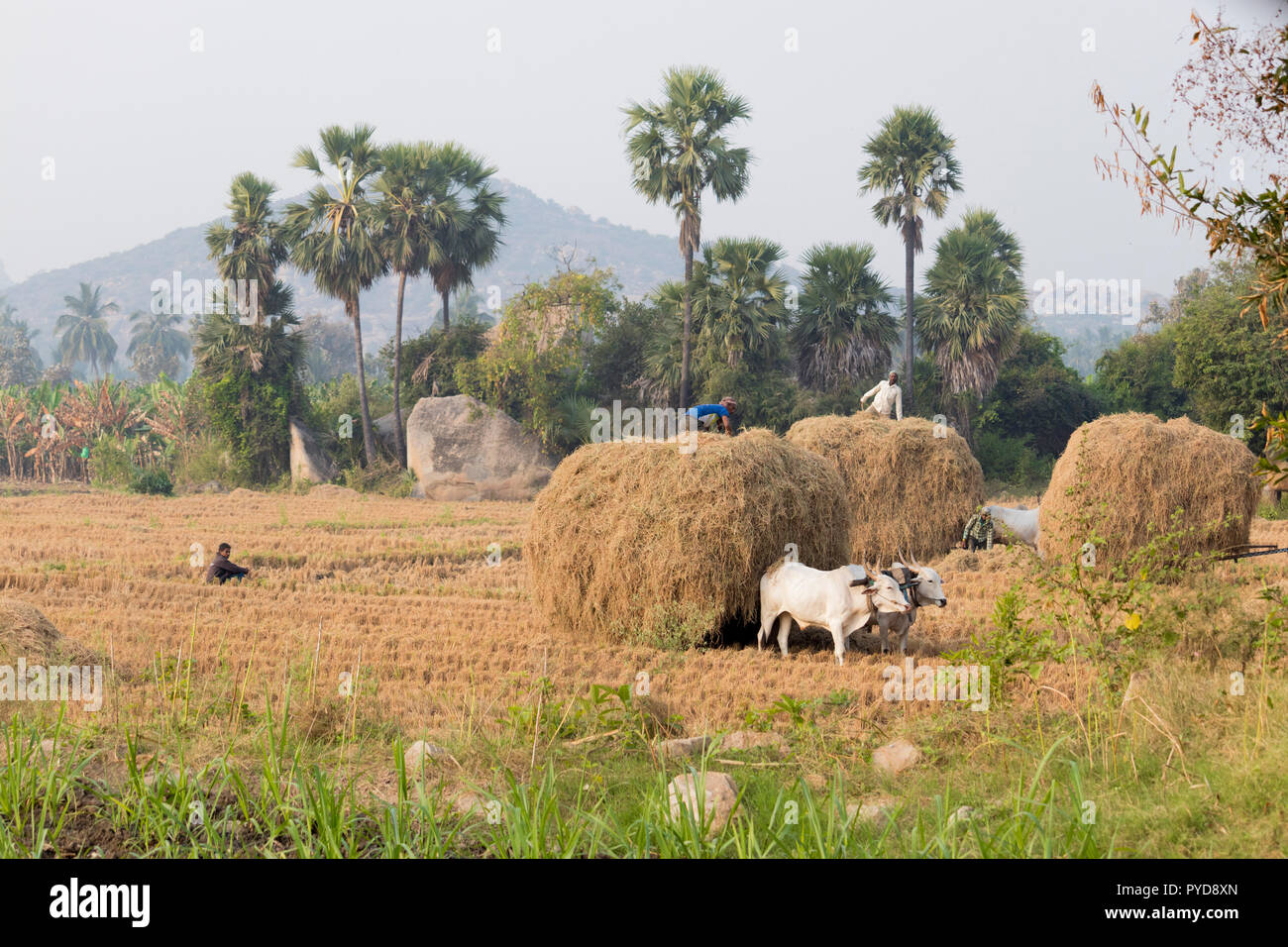 Los agricultores indios que trabajan en su agricultura feild, temprano en la mañana en anegundi Foto de stock