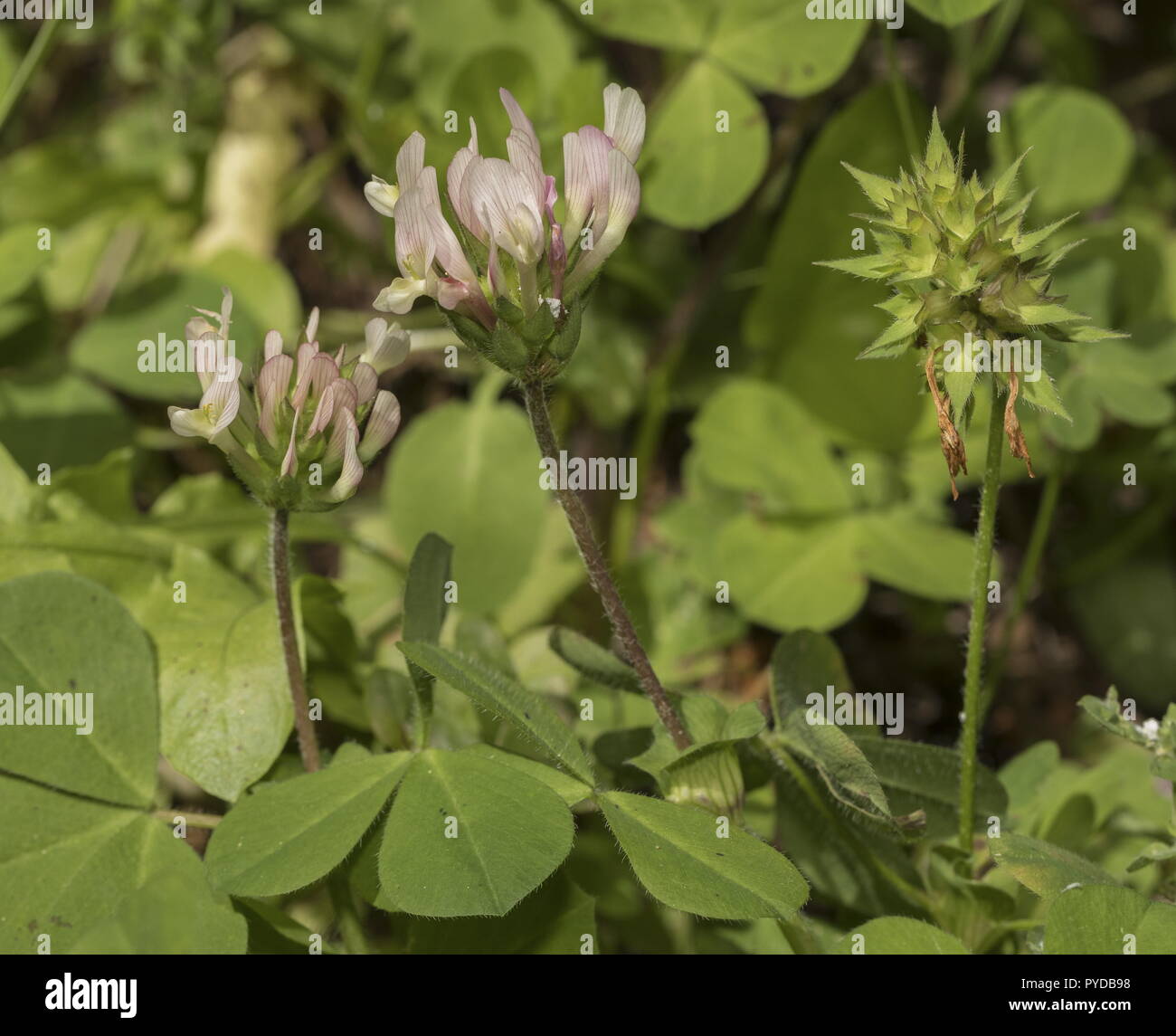 Escudo, Trifolium clypeatum trébol en flor y fruto. Rodas, Grecia  Fotografía de stock - Alamy