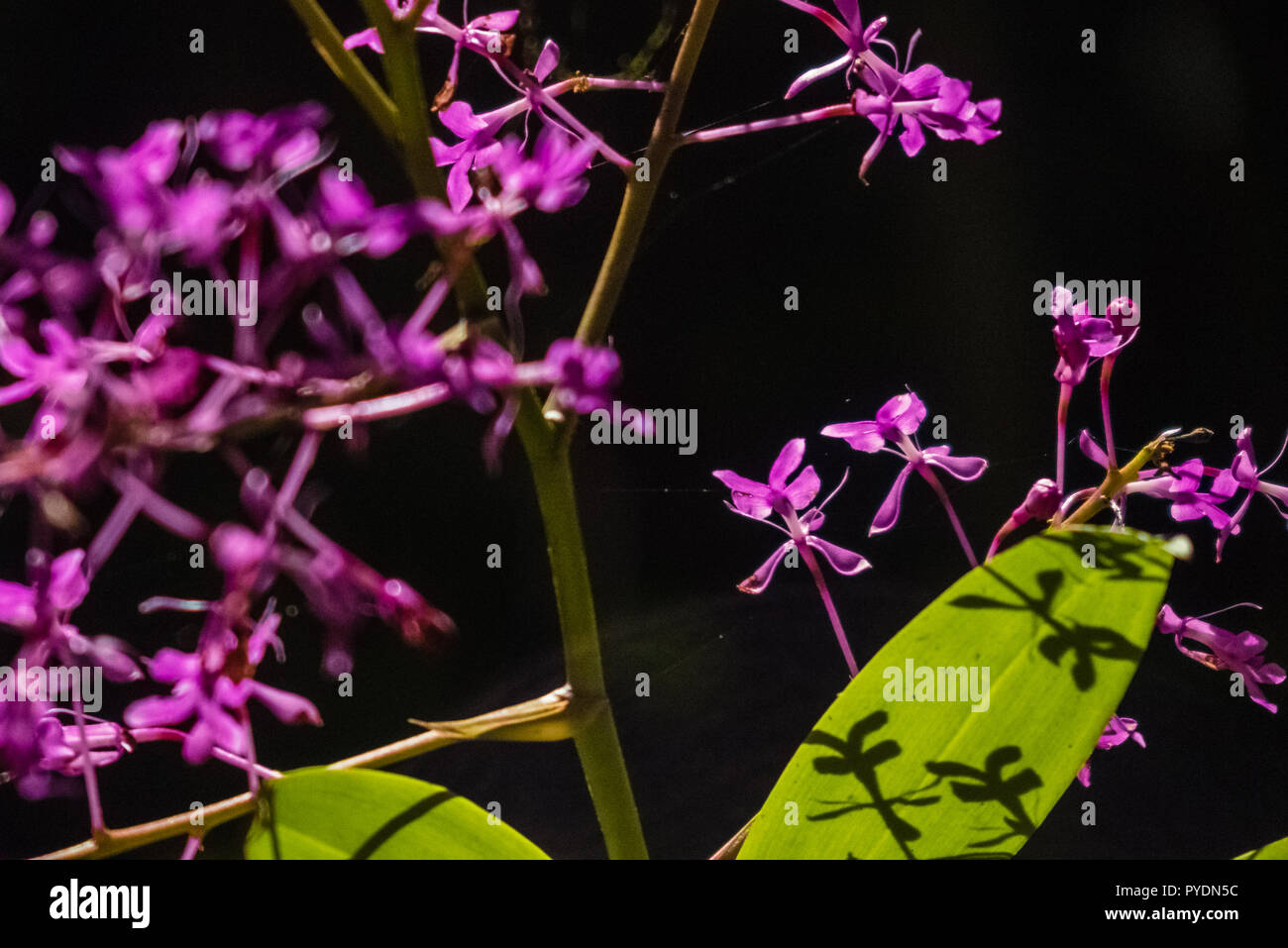 Flor nacional de bolivia fotografías e imágenes de alta resolución Alamy