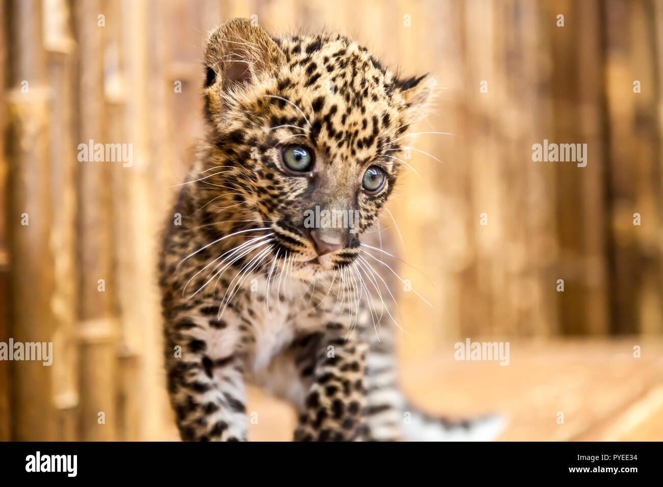 Leopardo bebe fotografías e imágenes de alta resolución - Alamy