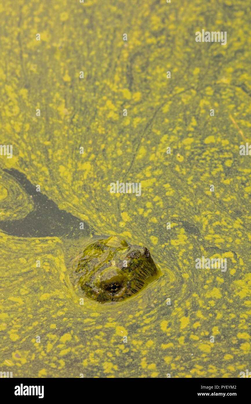 Ajuste de tortugas Chelydra serpentina,,y algas, cianobacterias, algas azul-verdes, productoras de microcystina cianobacteria,Woronichinia naegliana,Maryland. Foto de stock