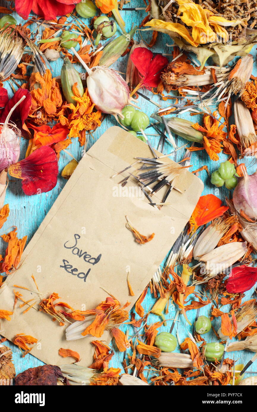 Cabezas de semillas. Guardar semillas de flores en sobres de siembra para el futuro: el amor en una niebla (Nigella damascena), la capuchina (Tropaeolum) y Marigold (Tagetes) UK Foto de stock