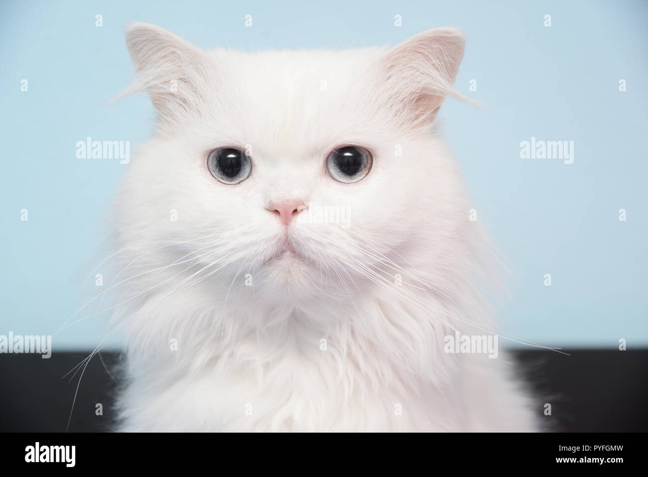 Gato blanco perfecto, Retrato Foto de stock