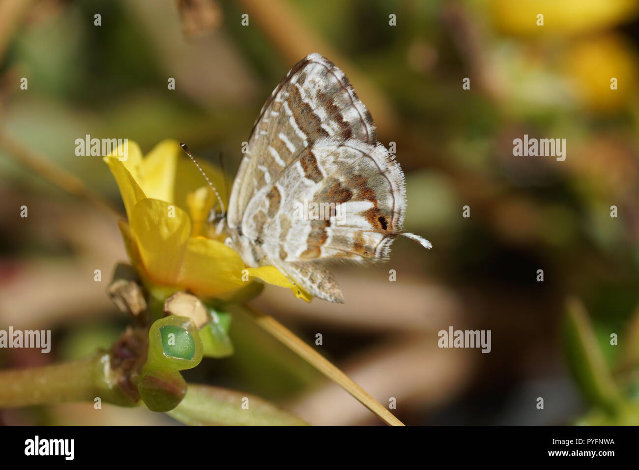 Mariposa sobre la flor. El geranio bronce o brun des pelargonios (Cacyreus marshalli), es una mariposa de la familia Lycaenidae. Foto de stock