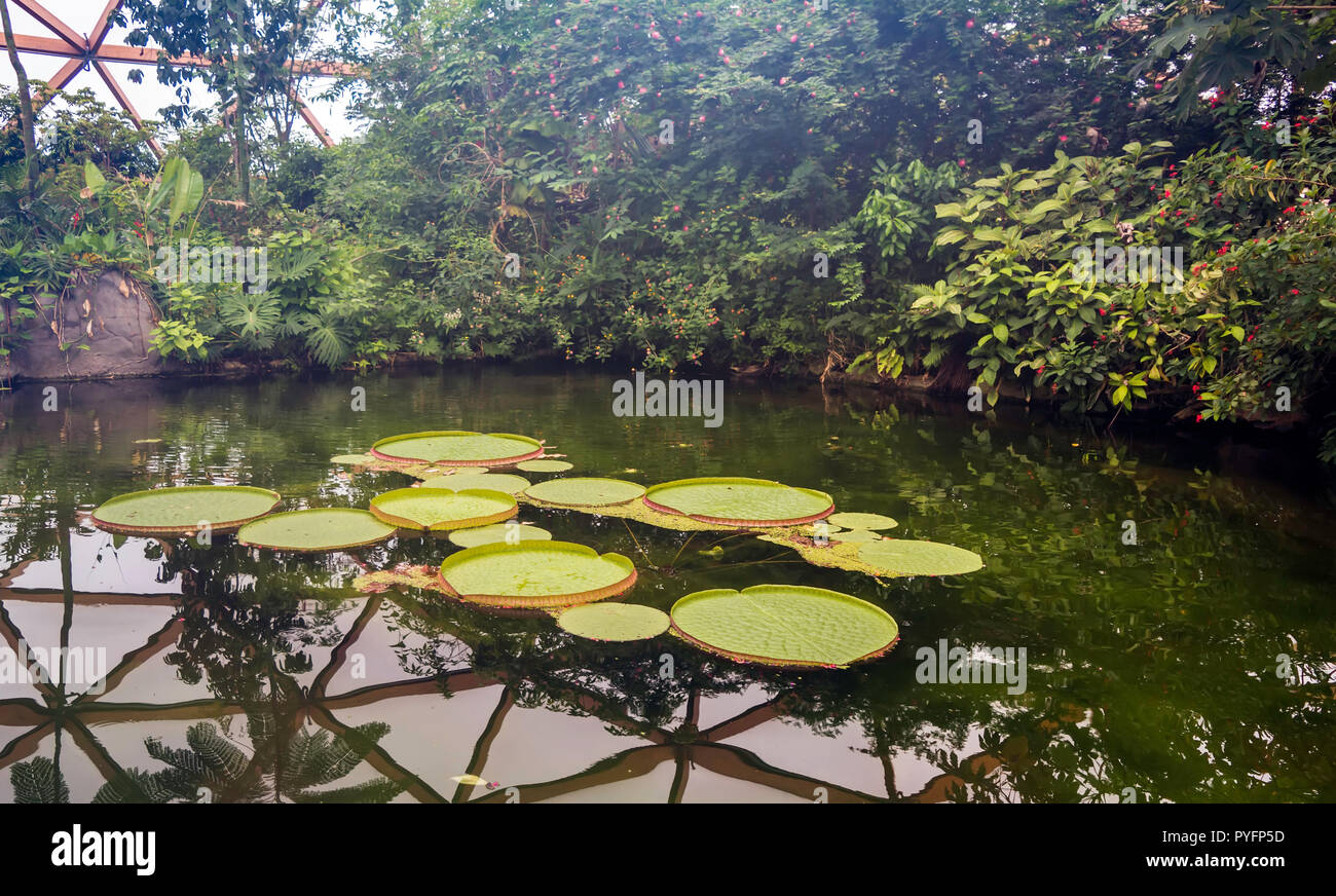 Hojas grandes de Victoria amazonica flotando en un estanque pequeño. Es una planta con flores, el más grande de la familia Nymphaeaceae de nenúfares. Foto de stock