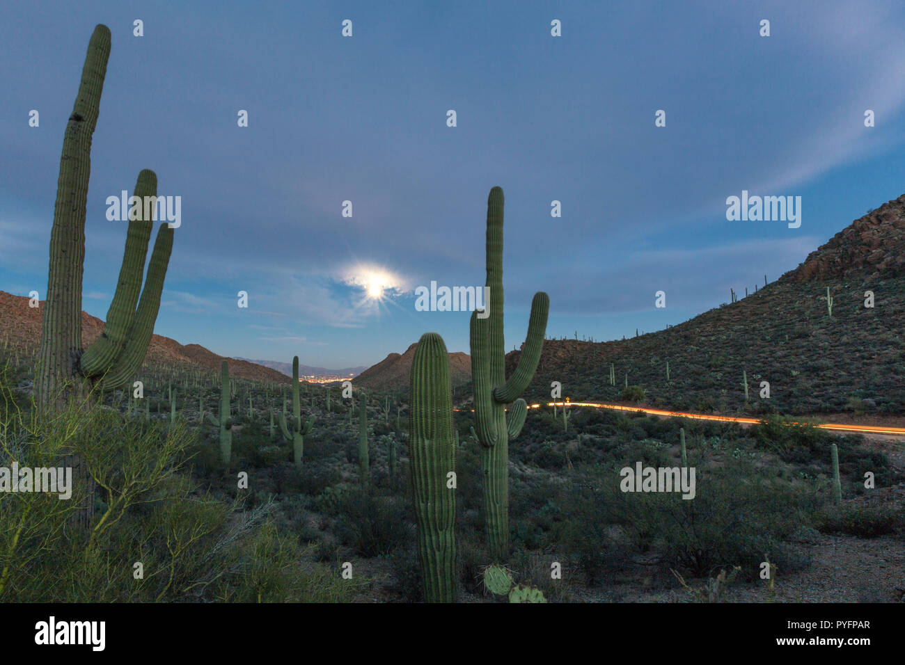 Cactus gigante saguaro, Carnegiea gigantea, bajo la luna llena en las puertas de embarque pasan en las montañas de Tucson, Tucson, Arizona, EE.UU. Foto de stock