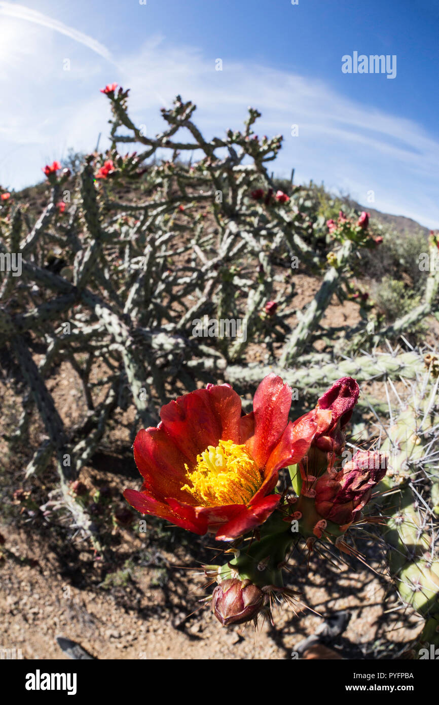 Floración cholla cactus Cylindropuntia spp, en el Sweetwater preservar, Tucson, Arizona, EE.UU. Foto de stock