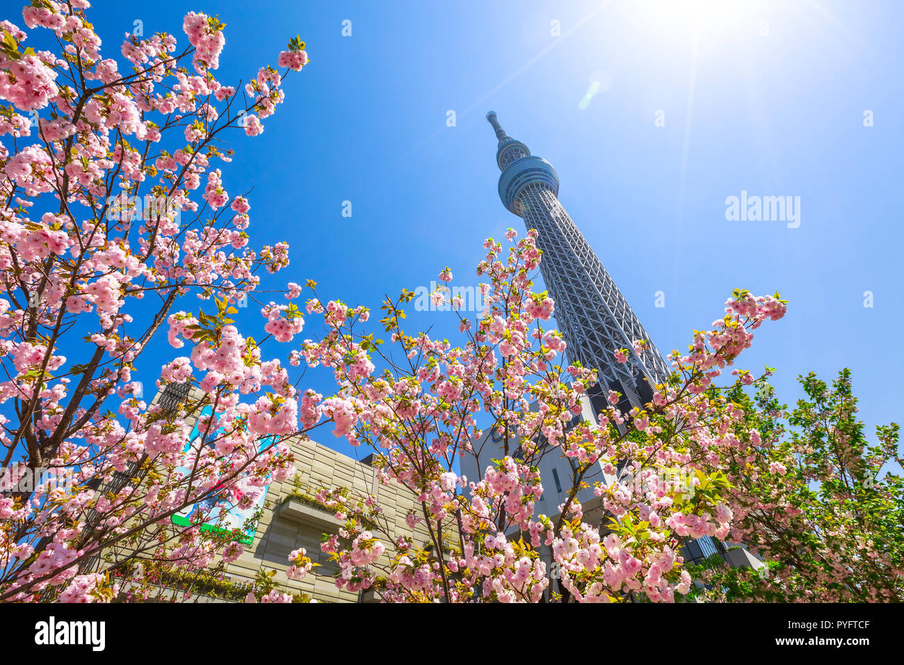 Tokio, Japón - Abril 19, 2017: Tokyo Skytree y Sakura árbol en plena floración. Tokyo Skytree es la torre más alta del mundo, la radiodifusión y la torre de observación en el distrito de Sumida. Azul cielo soleado. Foto de stock