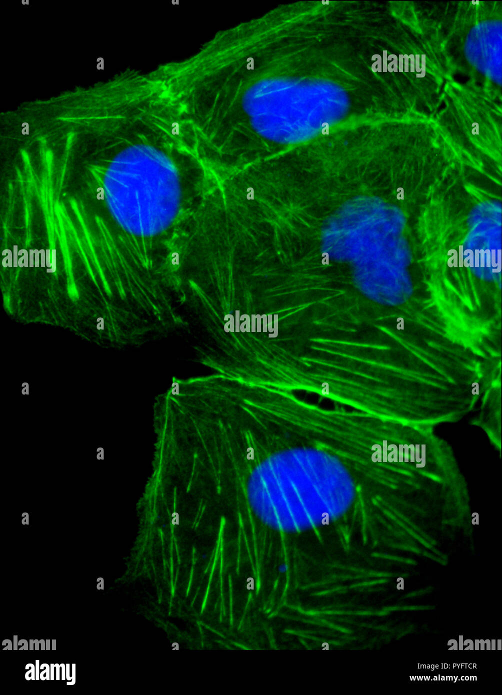Células fluorescentes bajo microscopio confocal ADN teñidas de azul y actina, los microtúbulos en verde Foto de stock