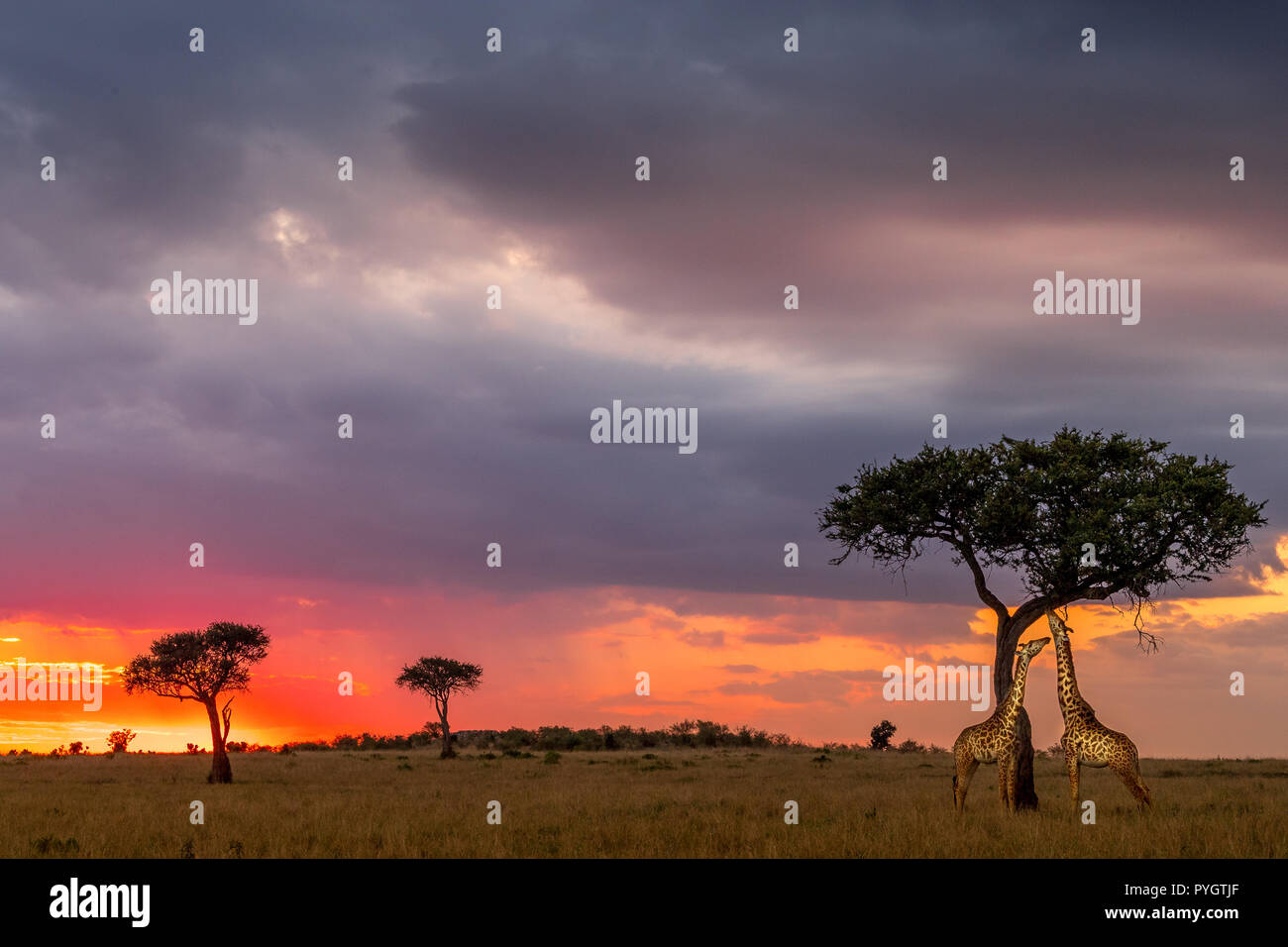 Esta imagen de la jirafa es tomada en el Masai Mara en Kenia. Foto de stock