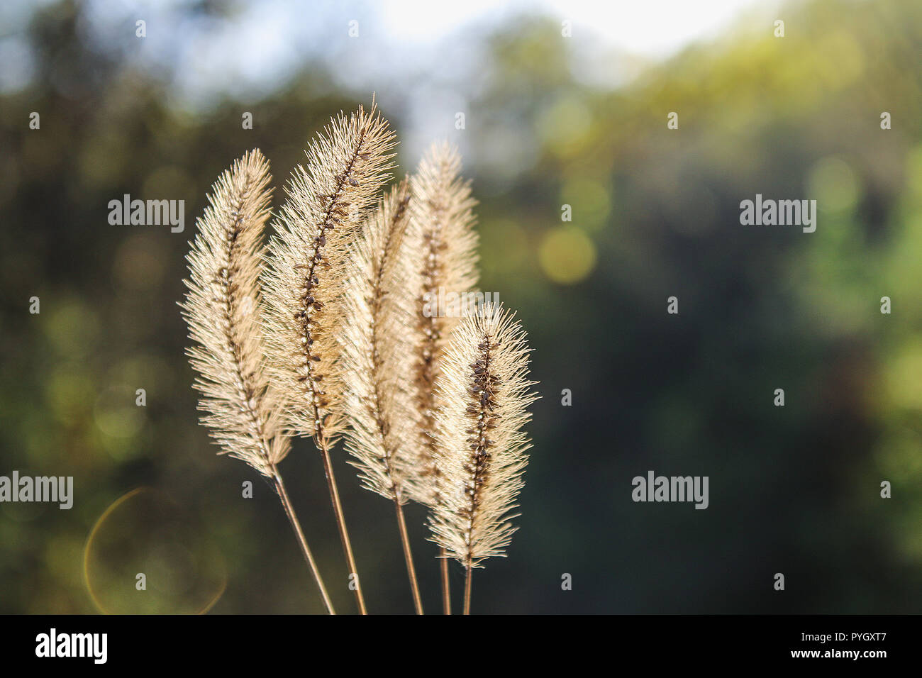 Foxtail Setaria pumila, amarillo, amarillo-cerda de hierba, hierba o paloma tifa hierba. Foto de stock