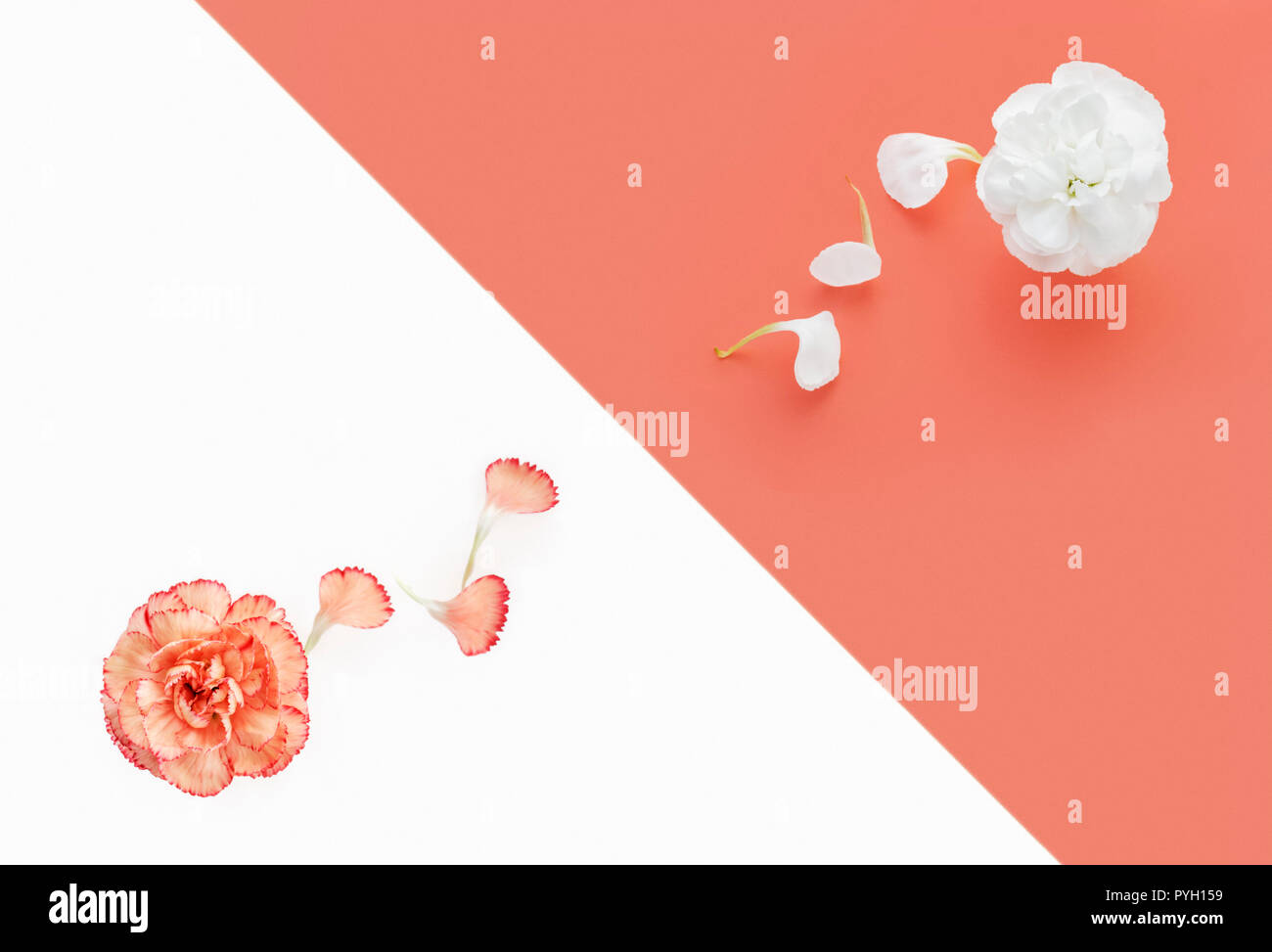 Blanco y rosa coral claveles sobre fondo de color duo Foto de stock