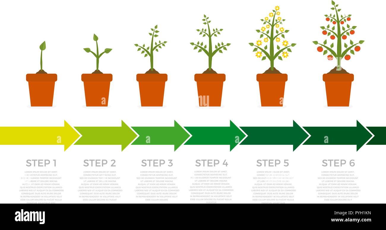 От чего зависит плодородие почвы. Гетероауксин рассада 1гр. Почва гумус плодородие. Рост и развитие растений 6 класс биология. Рост растений это в биологии.