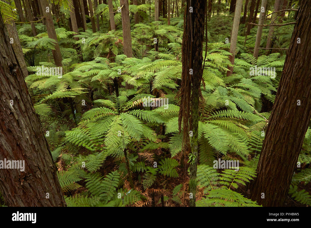 Vistas de secoyas y helechos de Redwoods Treewalk en los Redwoods Whakarewarewa (Bosque), Rotorua, Isla del Norte, Nueva Zelanda Foto de stock