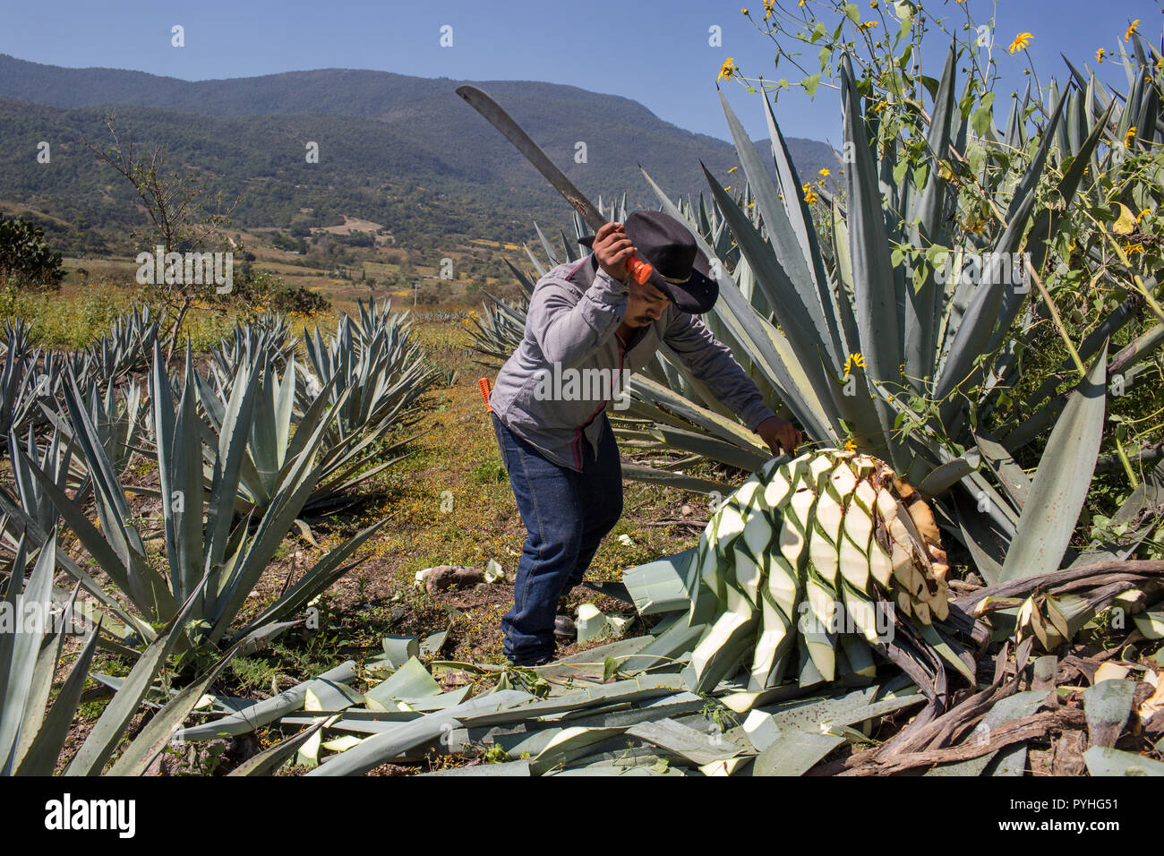 Villa sola de vega fotografías e imágenes de alta resolución Alamy