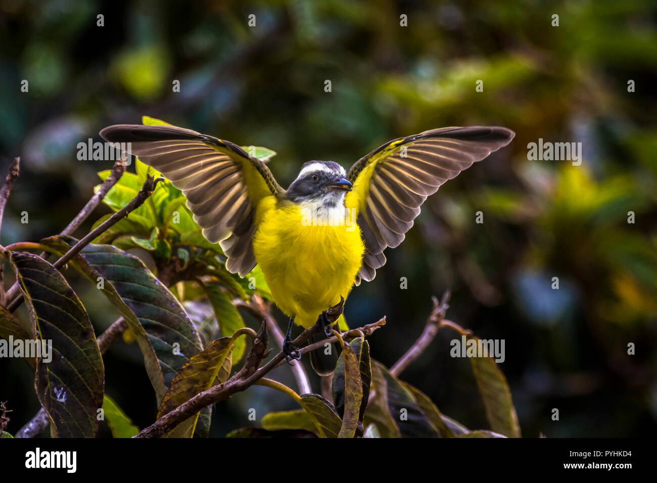 Gran Kiskadee Flycatcher con alas abiertas Foto de stock