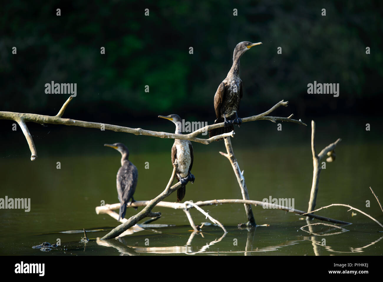 Aves cormorán secándose en ramas en la laguna Rekawa Foto de stock