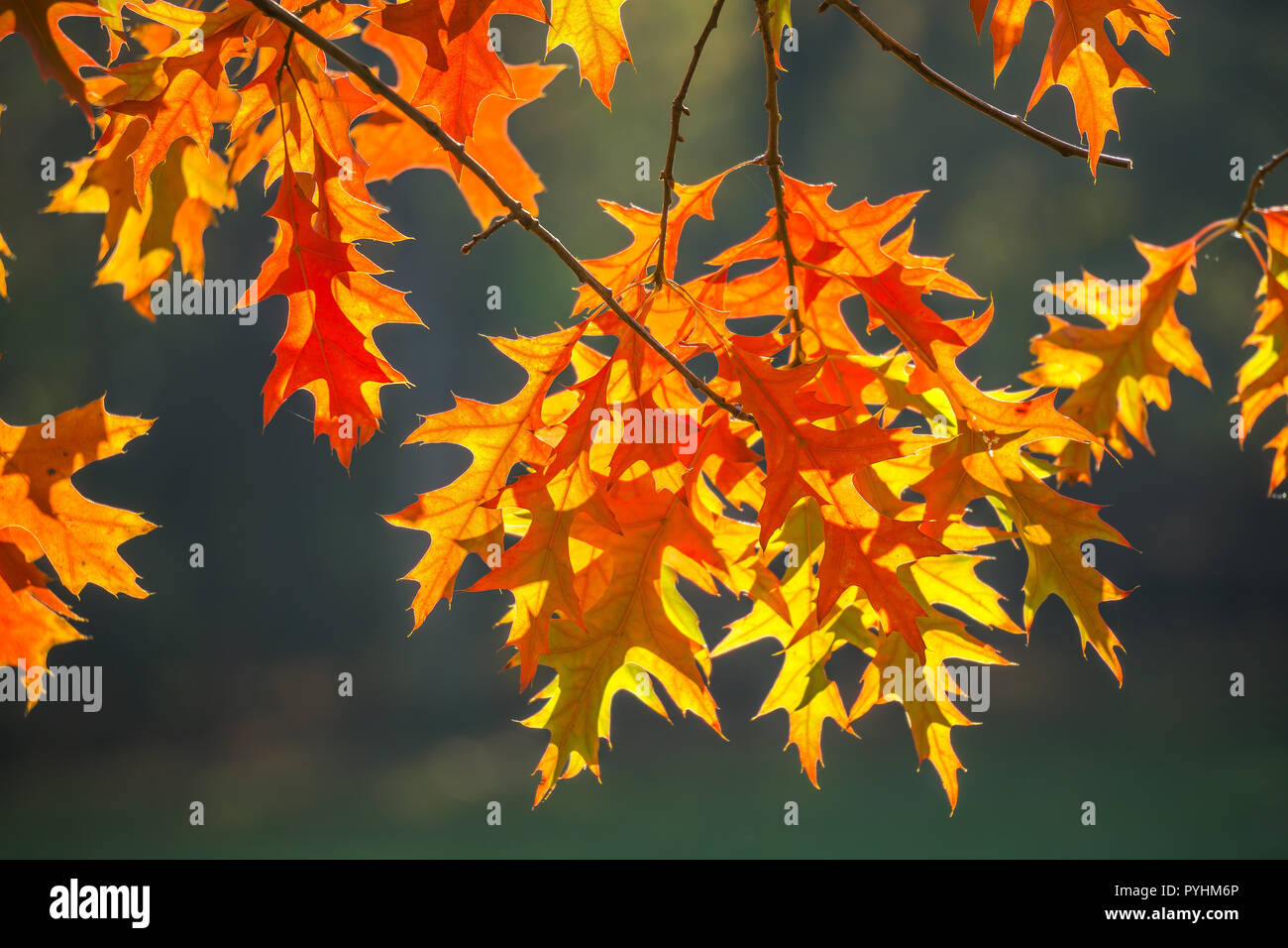 Herbstliche Ahornblätter Sonnenlicht im Foto de stock