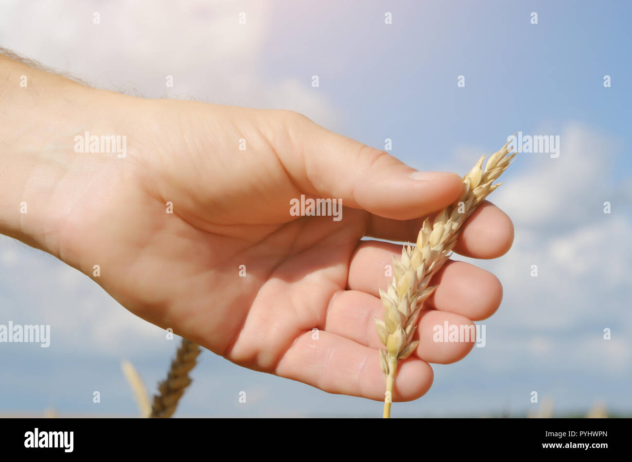 Manos humanas con espigas de trigo. Concepto de cuidado y protección de cultivos Foto de stock