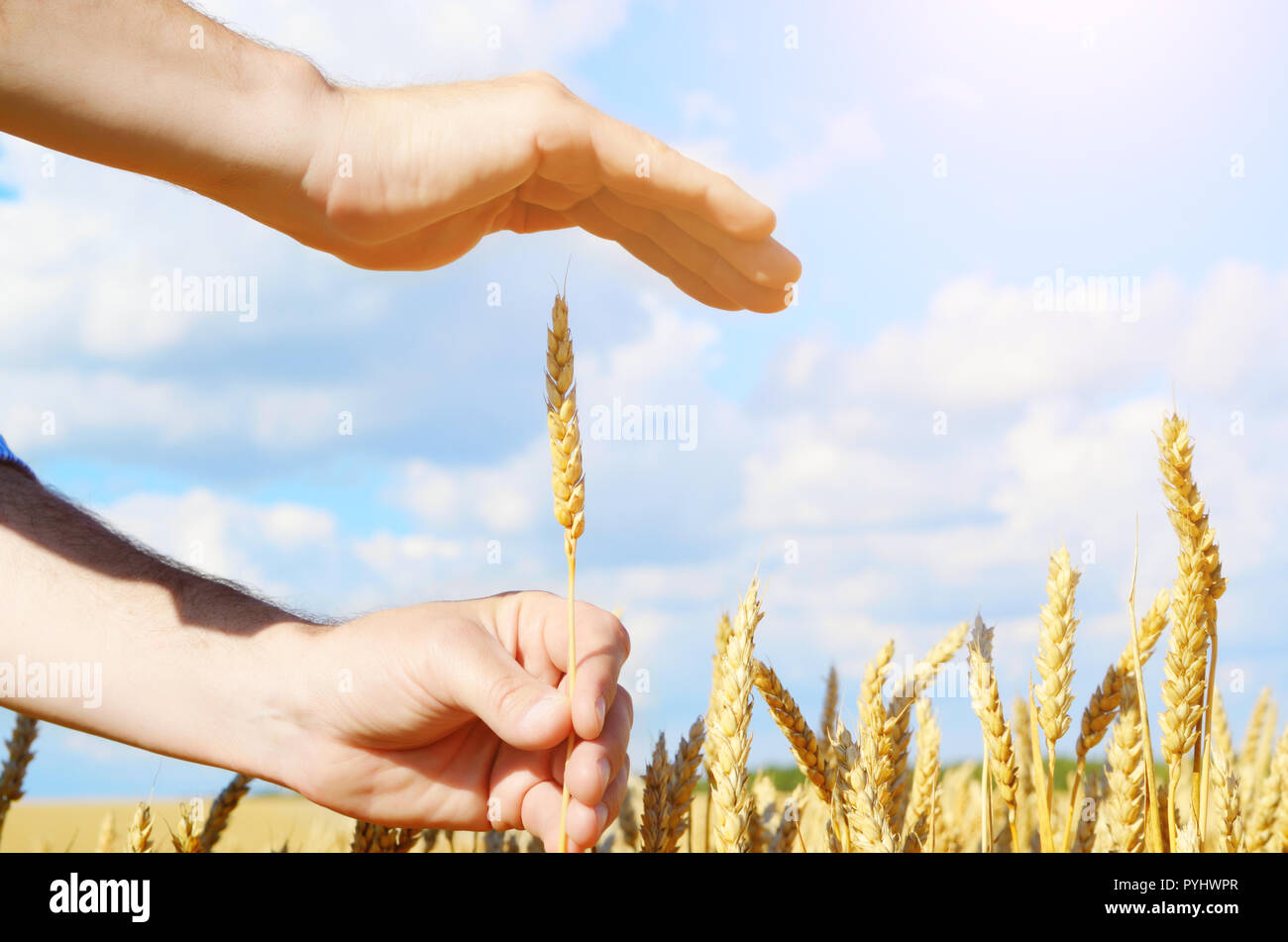 Manos humanas con espigas de trigo. Concepto de cuidado y protección de cultivos Foto de stock