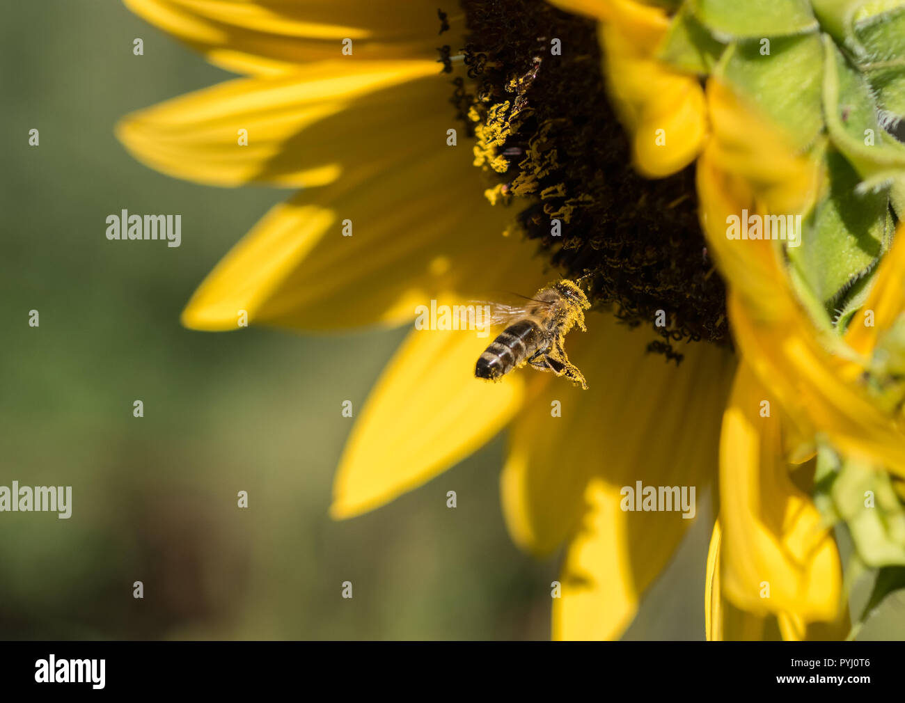 Una abeja (Apis mellifera) cubiertos de polen, en vuelo, flotando en frente de un gran girasol (Helianthus annuus). Foto de stock
