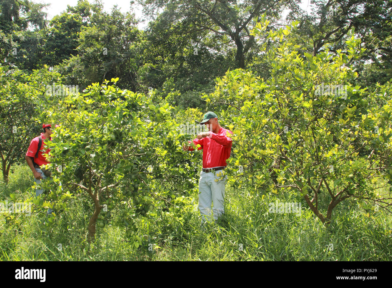 Yaracuy Venezuela Fotografías E Imágenes De Alta Resolución Alamy 6501