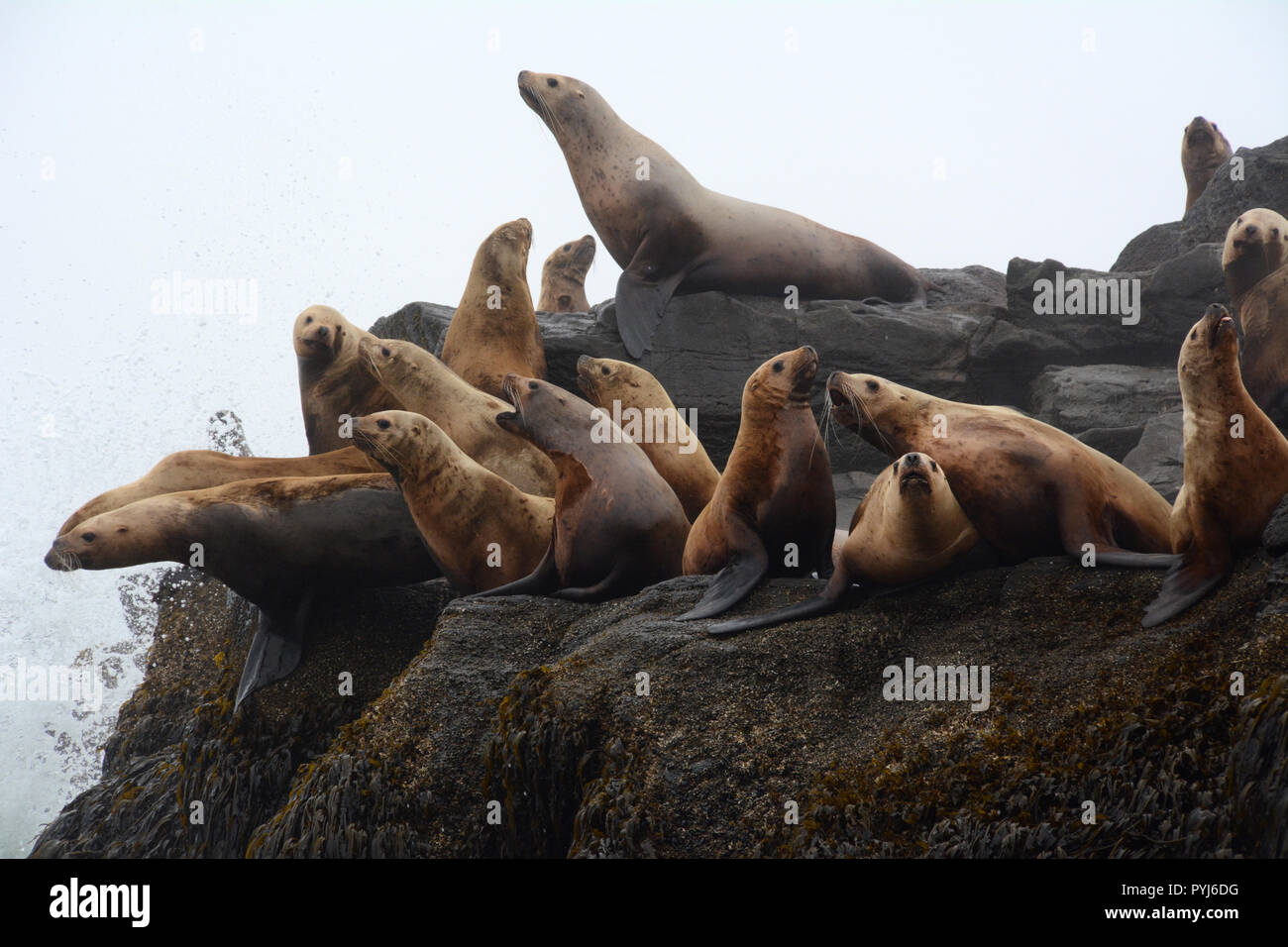 Parte de una colonia de leones marinos de Steller en un criadero durante la temporada de cría, en las Islas Aleutianas, el Mar de Bering, Alaska. Foto de stock