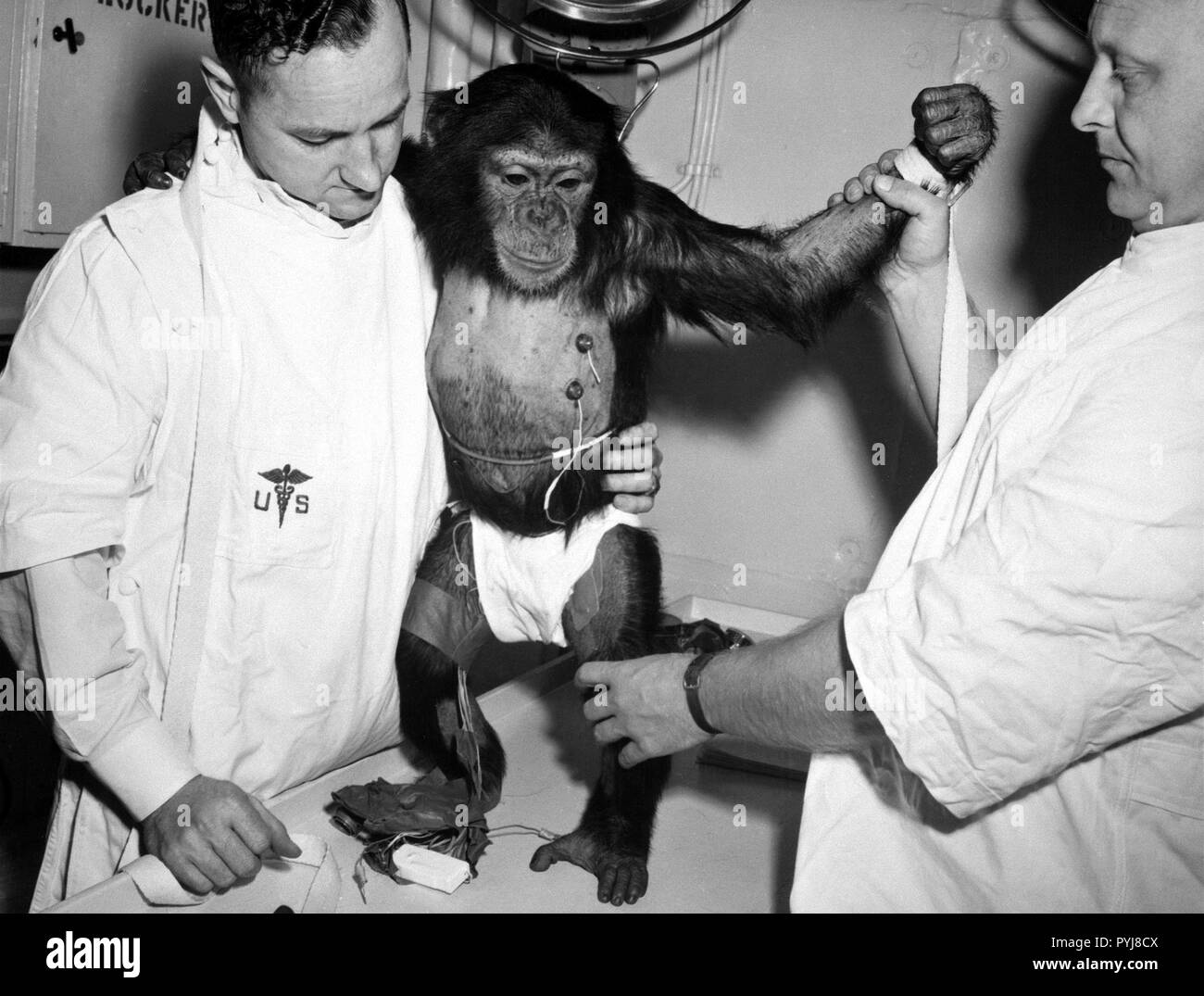 (31 Ene 1961) --- el chimpancé "Jamón" con bio-sensores conectados a su cuerpo es preparada por los controladores para su viaje en la Mercury-Redstone 2 (MR-2) las naves espaciales. Foto de stock
