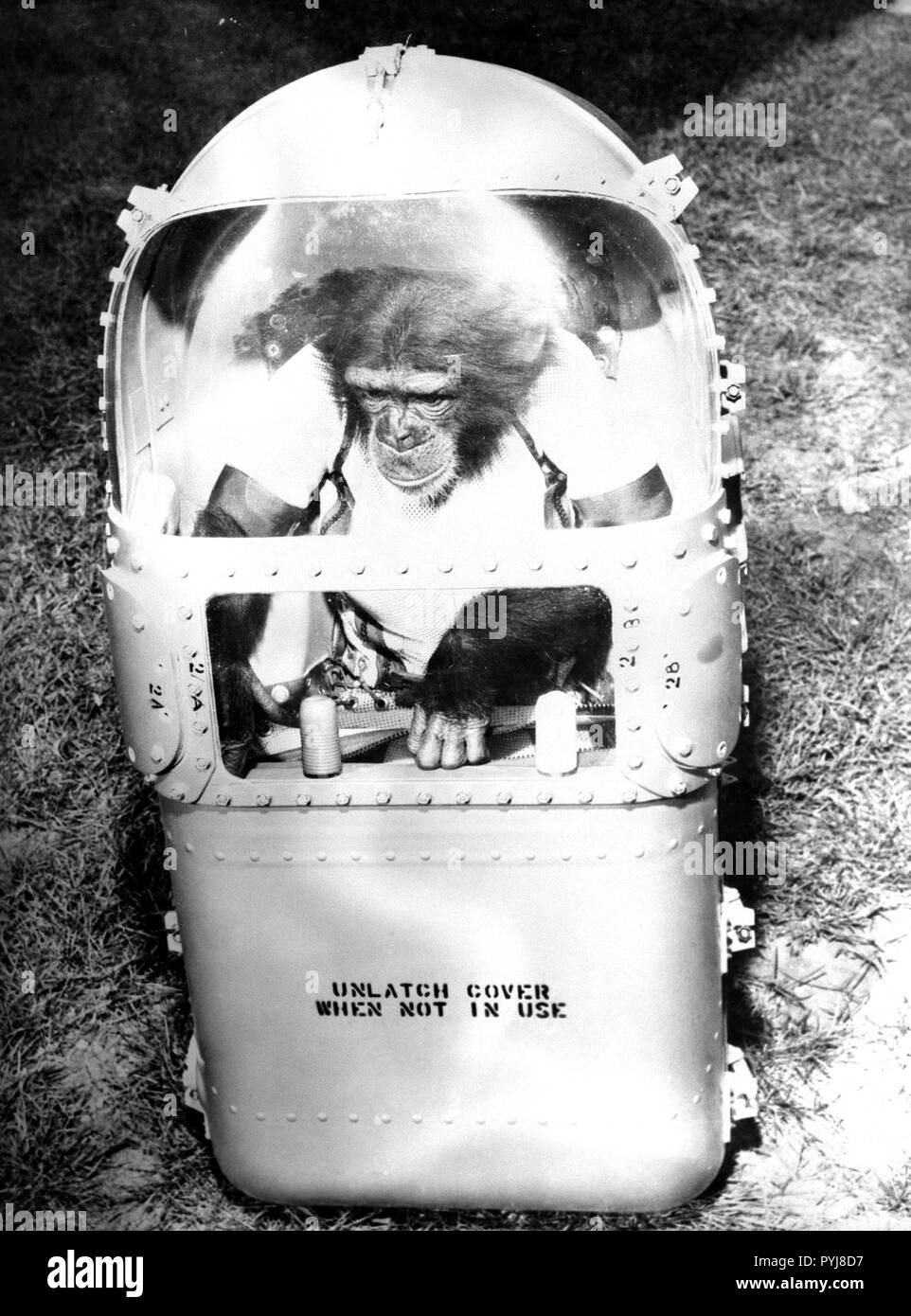 (31 Ene 1961) --- el chimpancé "Jamón" en su huida, sofá, después de su viaje en la Mercury-Redstone 2 (MR-2) a partir del 31 de enero de 1961. Foto de stock