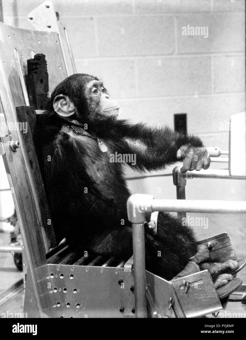 (31 Ene 1961) --- el chimpancé 'Ham' durante la actividad de comprobaciones con uno de sus manejadores antes de la Mercury-Redstone 2 (MR-2) vuelo de prueba que se realizó el 31 de enero, 1961. Foto de stock