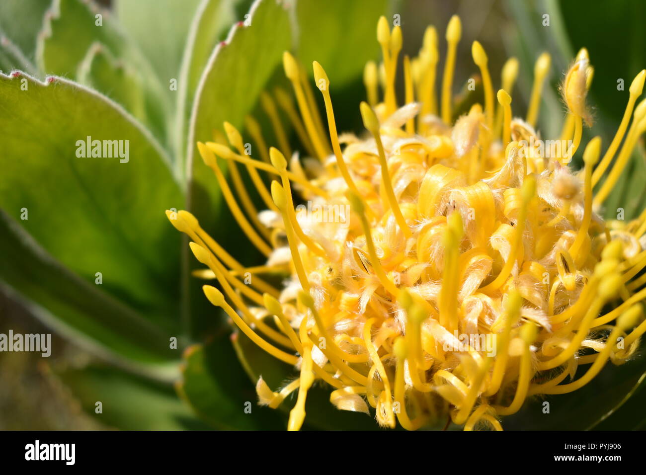 Almohadón amarillo florecen en la Reserva de la Biosfera Kogelberg, Sudáfrica Foto de stock