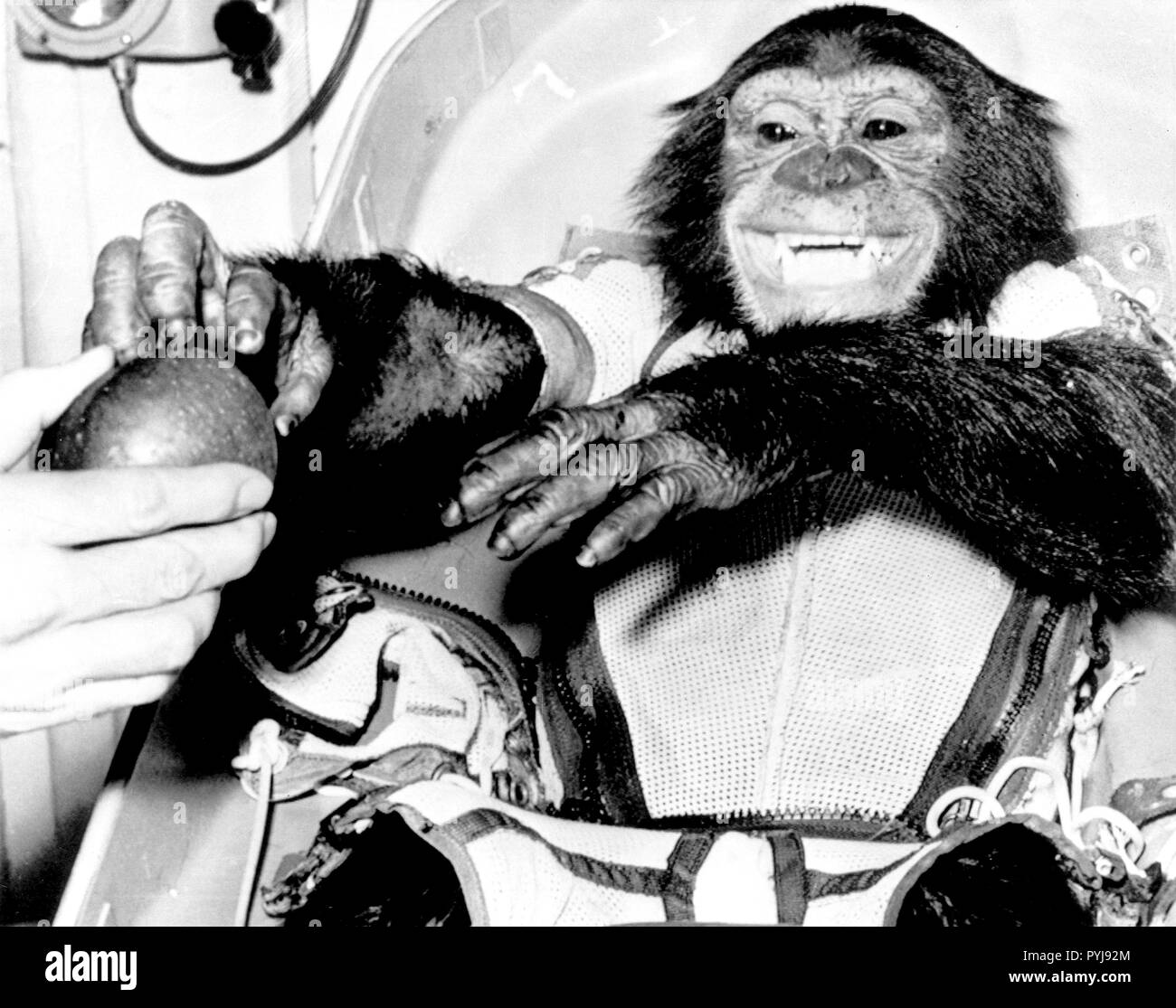 (31 Ene 1961) --- el acercamiento del chimpancé "Jamón", el vivir sujeto de prueba para la Mercury-Redstone 2 (MR-2) prueba de vuelo, tras su exitosa recuperación desde el Atlántico. Foto de stock