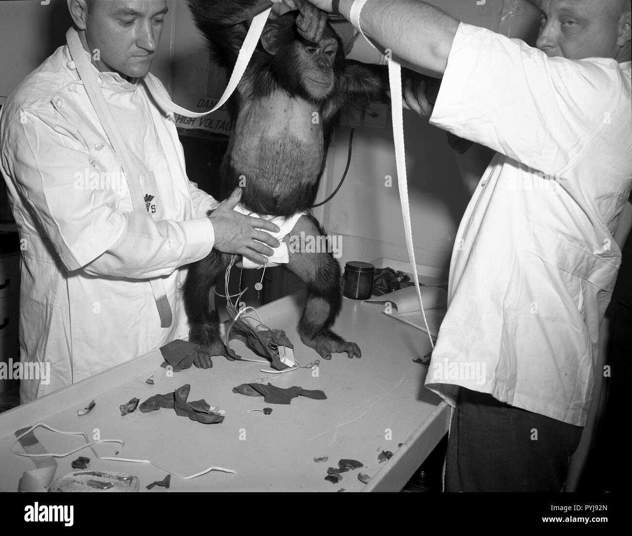 El chimpancé "Jamón" siendo asistidos en 'pacesuit' antes de la Mercury-Redstone 2 (MR-2) vuelo de prueba que se realizó el 31 de enero, 1961. Foto de stock