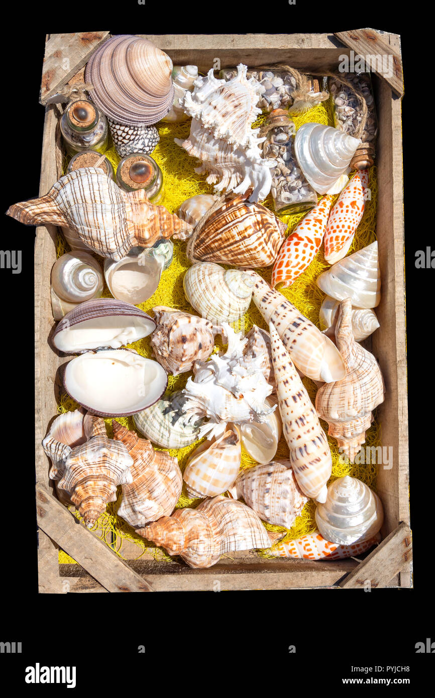 Caja de madera con conchas de mar, puerto de Heraklion Heraklion (Irakleio), región Irakleio Kriti, Creta (Grecia), Foto de stock