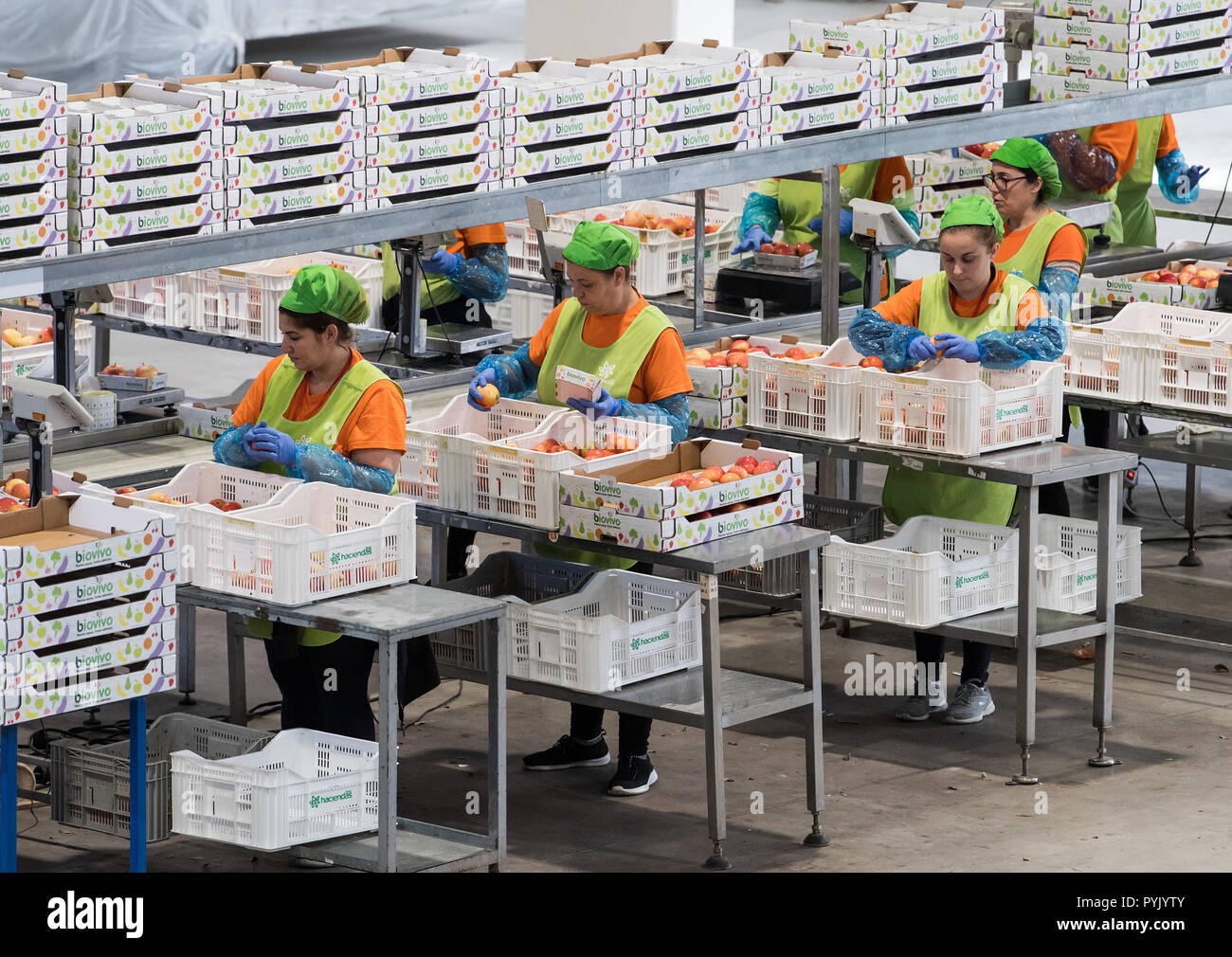 25 de octubre de 2018, España, Mérida: Empleados de clasificación y empaque  HaciendasBio manzanas en la sala de producción. La compañía agrícola  también suministra muchos supermercados alemanes con frutas y verduras  orgánicas.