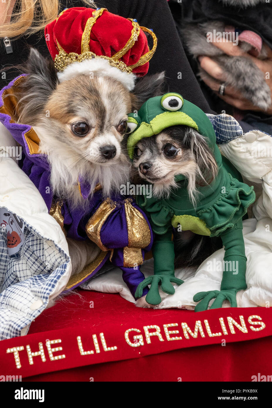 Nueva York, Estados Unidos, 28 de octubre de 2018. Perros Cora (L) y Tansy  son disfrazados como el príncipe y la rana disfraces durante la 28ª Anual  de Tompkins Square Halloween desfile
