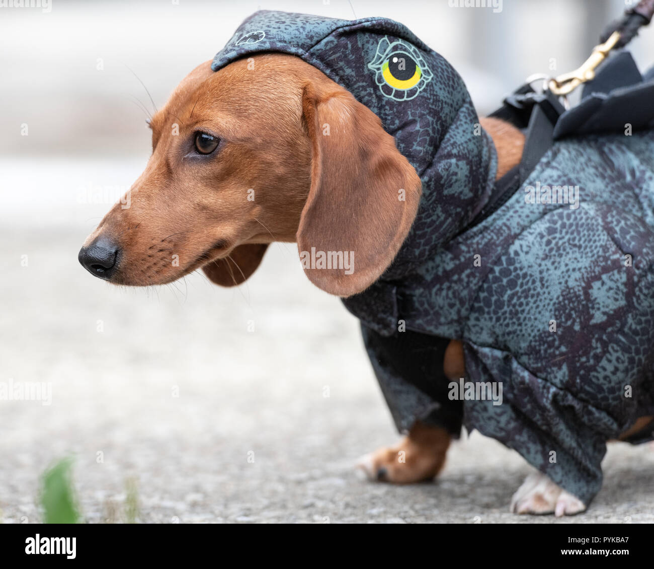 Disfraz para perros fotografías e imágenes de alta resolución - Alamy
