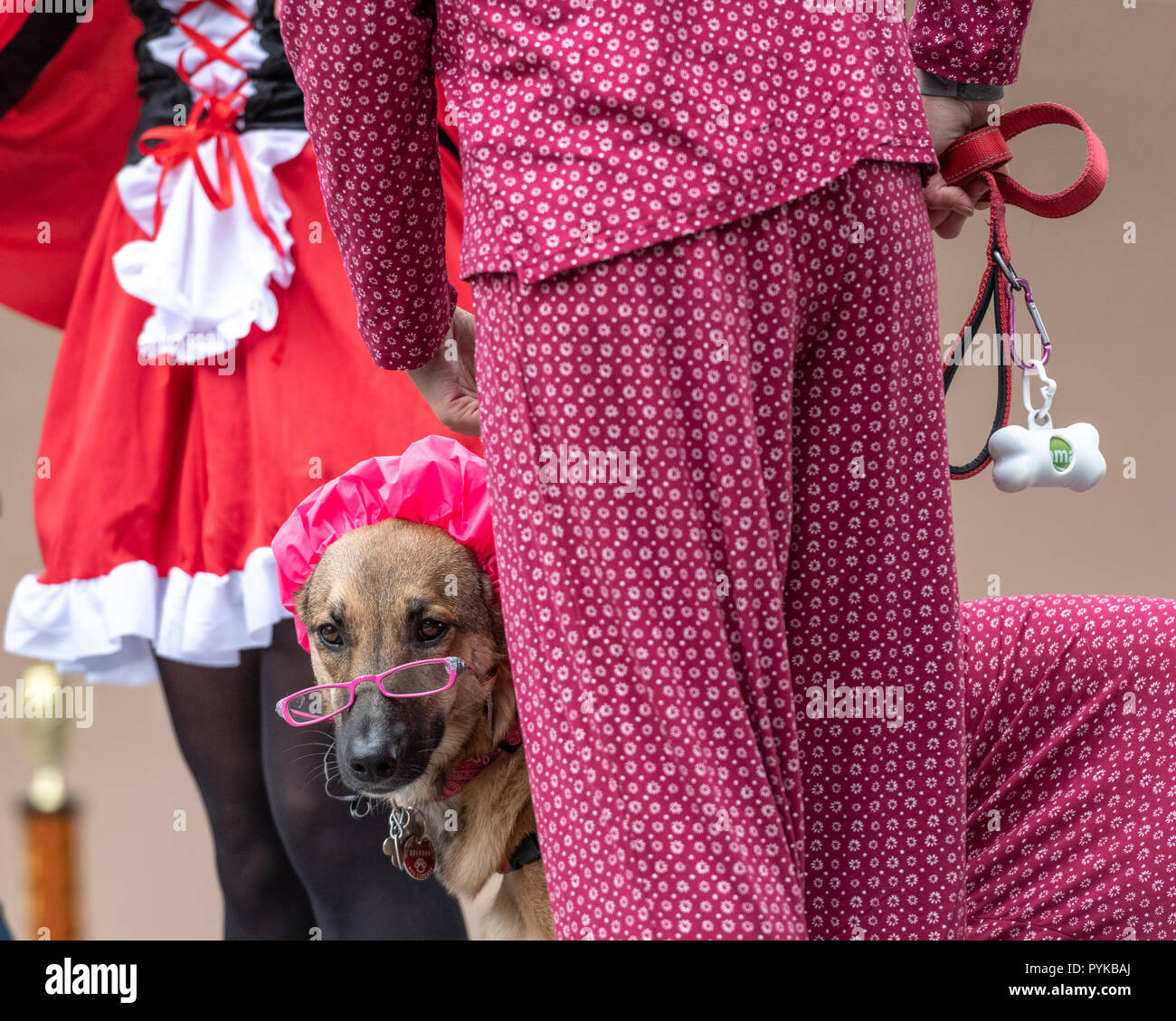 Nueva York, Estados Unidos, de octubre de 2018. Un perro pastor alemán se caracteriza como un lobo disfrazado de Caperucita Roja, la abuela participa en la 28ª Anual de Tompkins Square