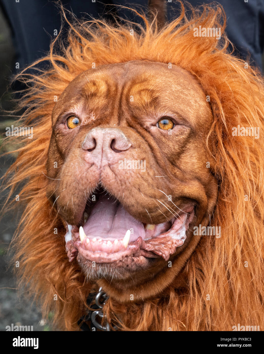 Perro disfrazado de león fotografías e imágenes de alta resolución - Alamy