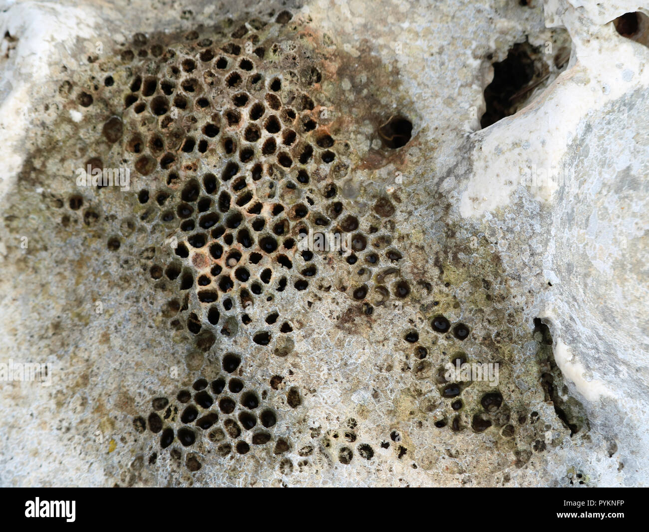 Cerca de piedra mediterrian textura con pequeños agujeros, buscando como orificios de abeja Foto de stock