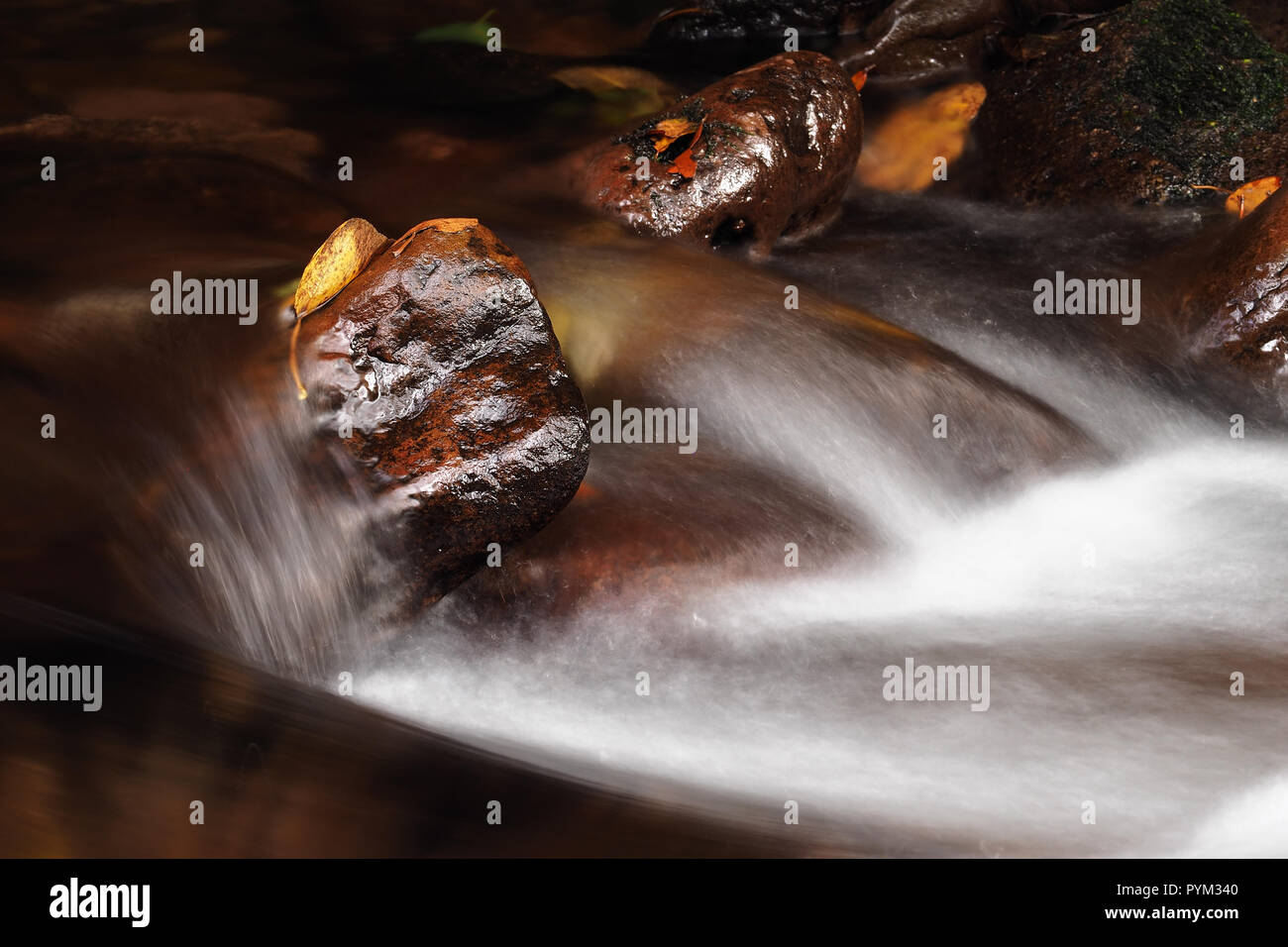El agua que fluye a lo largo de rock con caído rhododendron leaf. Tipperary, Irlanda Foto de stock
