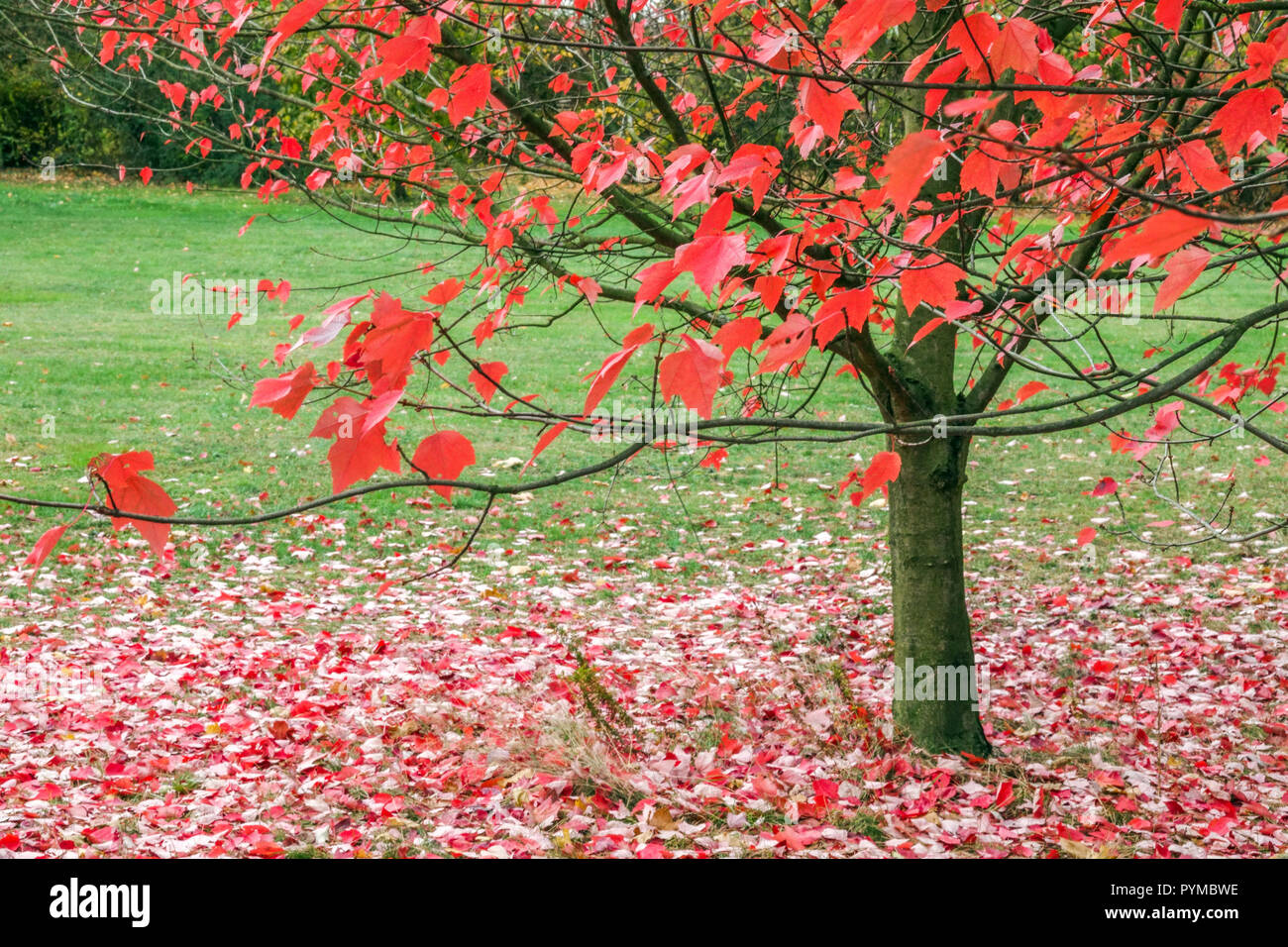 Arce Rojo, Acer rubrum 'puesta de sol roja', hojas de árbol en el suelo Foto de stock