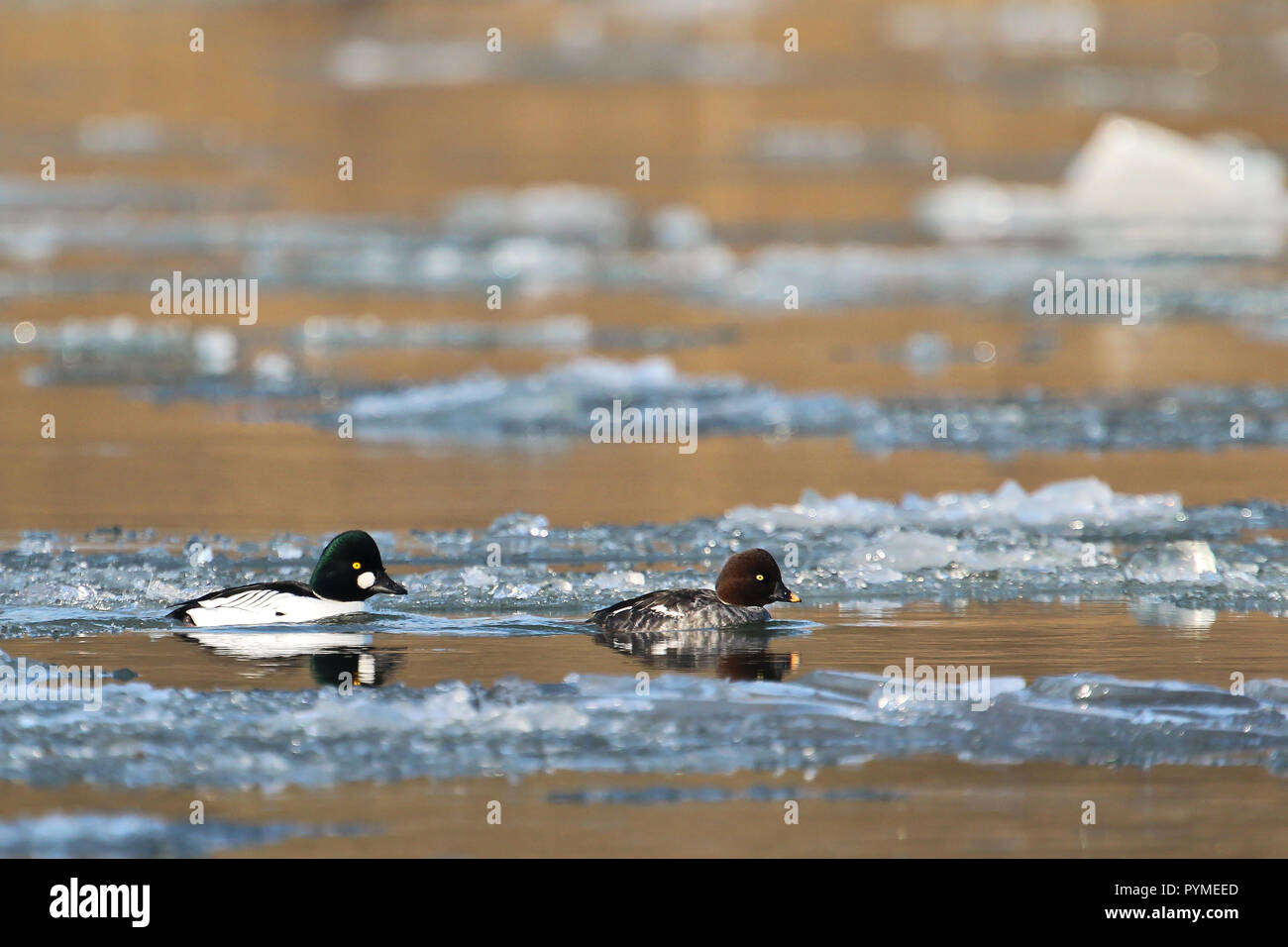 Goldeneye (Bucephala clangula común) par nadar en el río con témpanos de hielo, Baden-Wurtemberg, Alemania Foto de stock